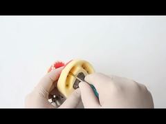 歯科研究歯モデル 歯科学校 28個の歯 ネジ付き 歯科修復顎モデル あなたのために