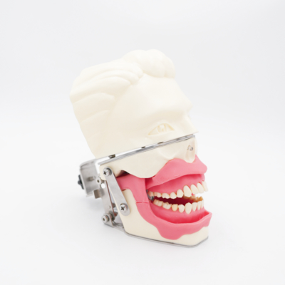 口腔麻酔訓練モデル 注射のための現実的な歯周病シミュレーション 歯科導診の麻酔モデル