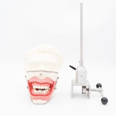 歯科麻酔抽出モデル 歯科学校 麻酔注射訓練モデル 口腔麻酔シミュレーターシステム