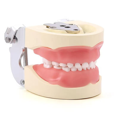 切断可能な 24pcs 子供の歯歯モデル 樹脂製 訓練 子供の歯 練習モデル